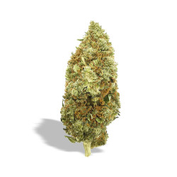 Amnesia CBD - NxS