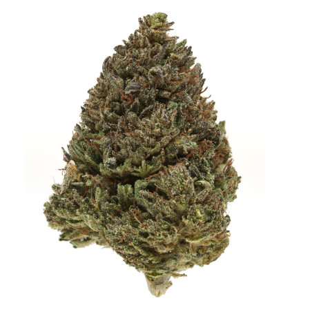 Gorilla CBD - NxS